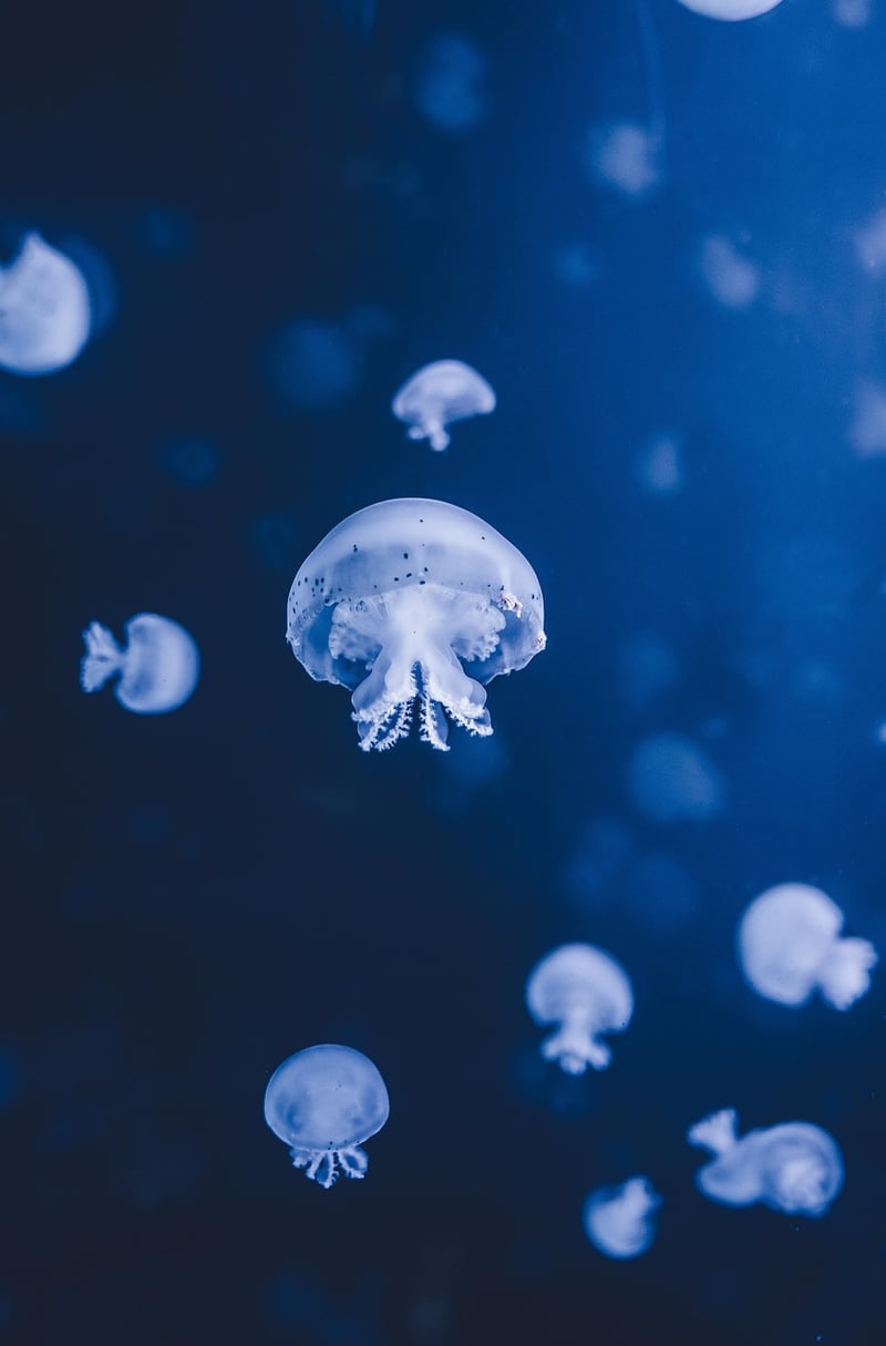 Deep Sea Vent Ecosystem